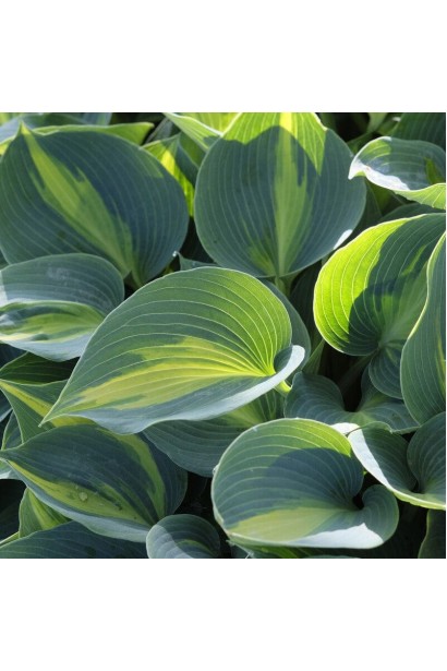 Хоста ’Catherine’ посадка